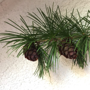 Zirbenast mit Zirbenzapfen